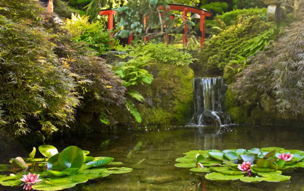 Japanese Garden Port Angeles to Victoria.  Gorgeous lily pads and waterfall make this serene environment more inviting to tourists.