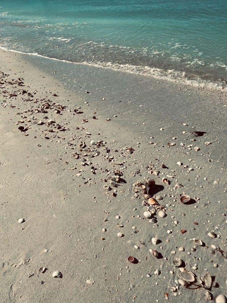 Shelling at pass-a-grille