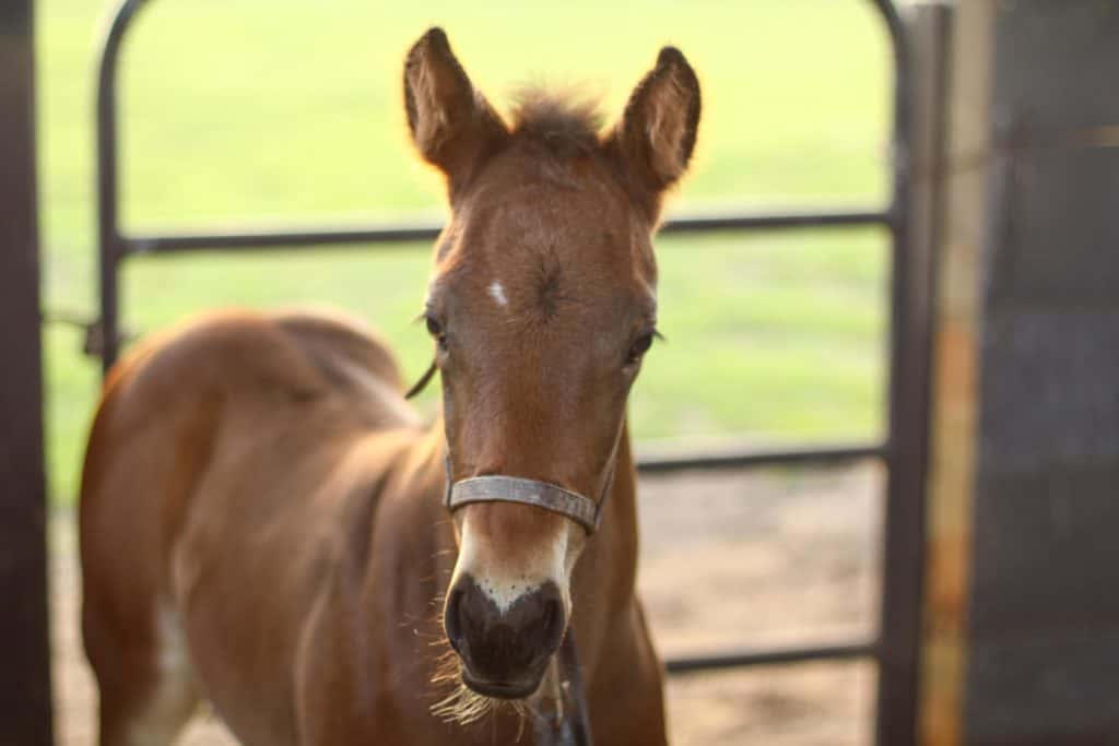 Ocala Equestrian Farms Foal and Horse Photos Thoroughbred