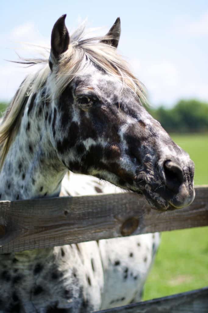 Ocala Equestrian Farms - Appaloosa  - see them on a ocala horse farm tours