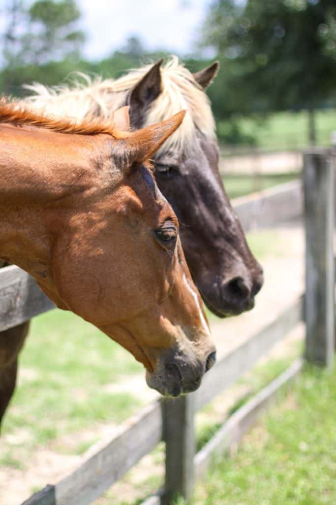 Ocala Equestrian Farms. horse farms near ocala fl