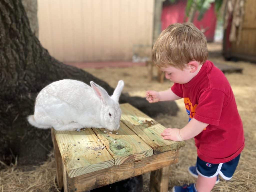Kids Things to Do in Tampa Bay - DK Farms Bunnies photo