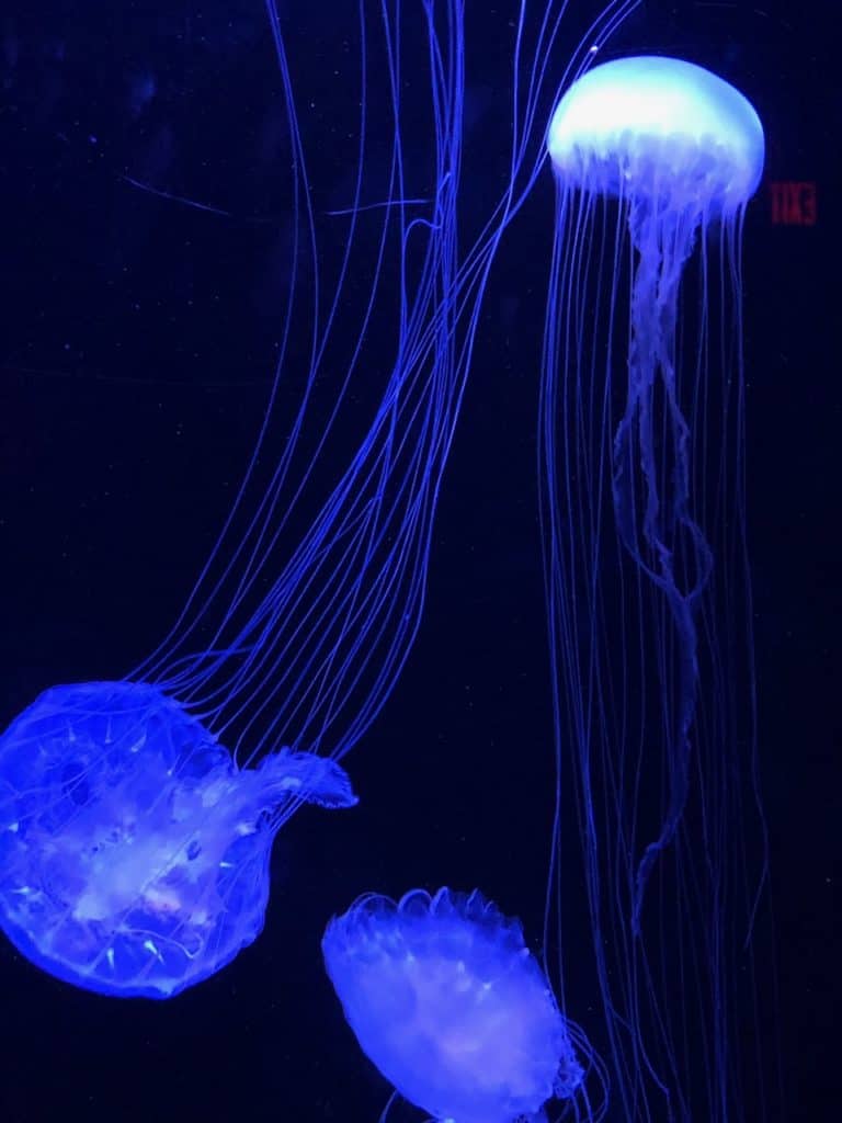 Florida Aquarium jelly fish - kids activities near port tampa city tampa hillsborough