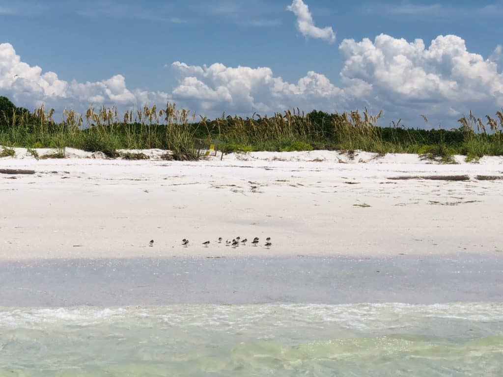 kids things to do in tampa bay - pictures of beach and natural wildlife preserve in the state park with horse shoe crabs and birds in view. activities for teens near me