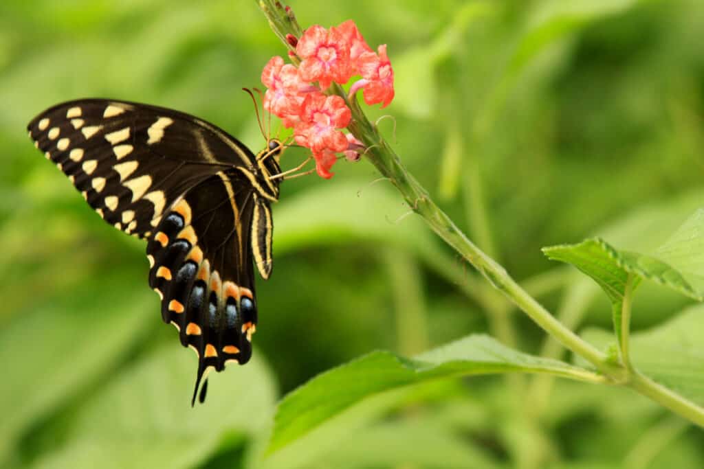 Palma Sola Botanical Park is beautiful full of butterflies.