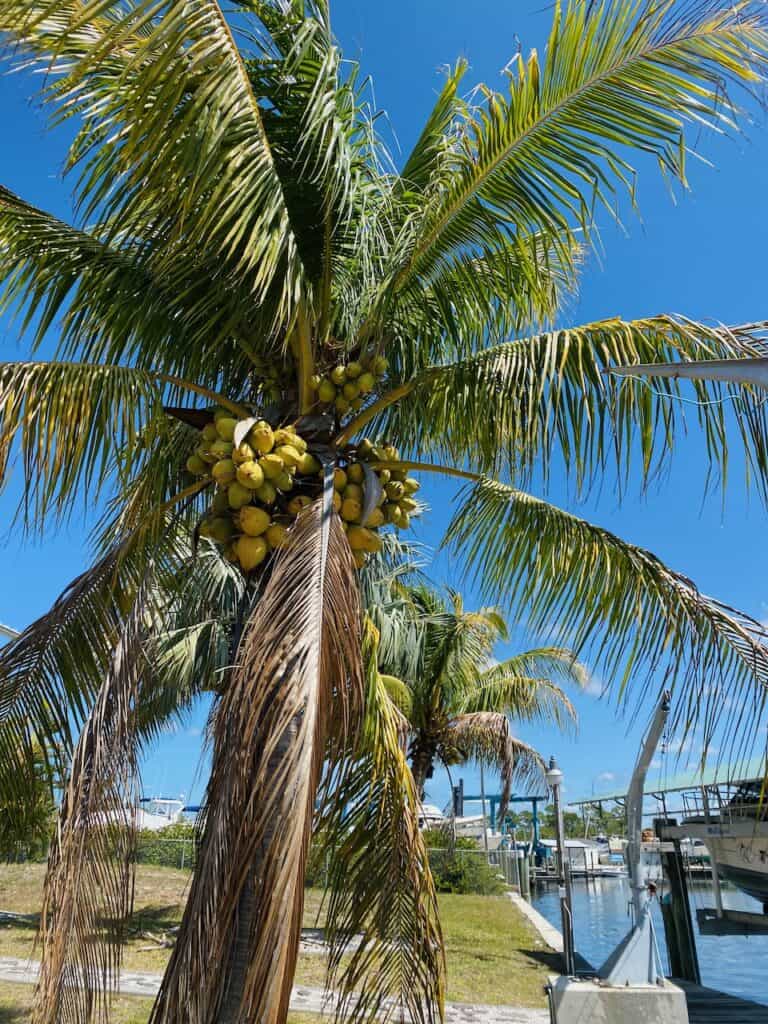 Island life has beautiful palm trees wherever you look on Matlacha
