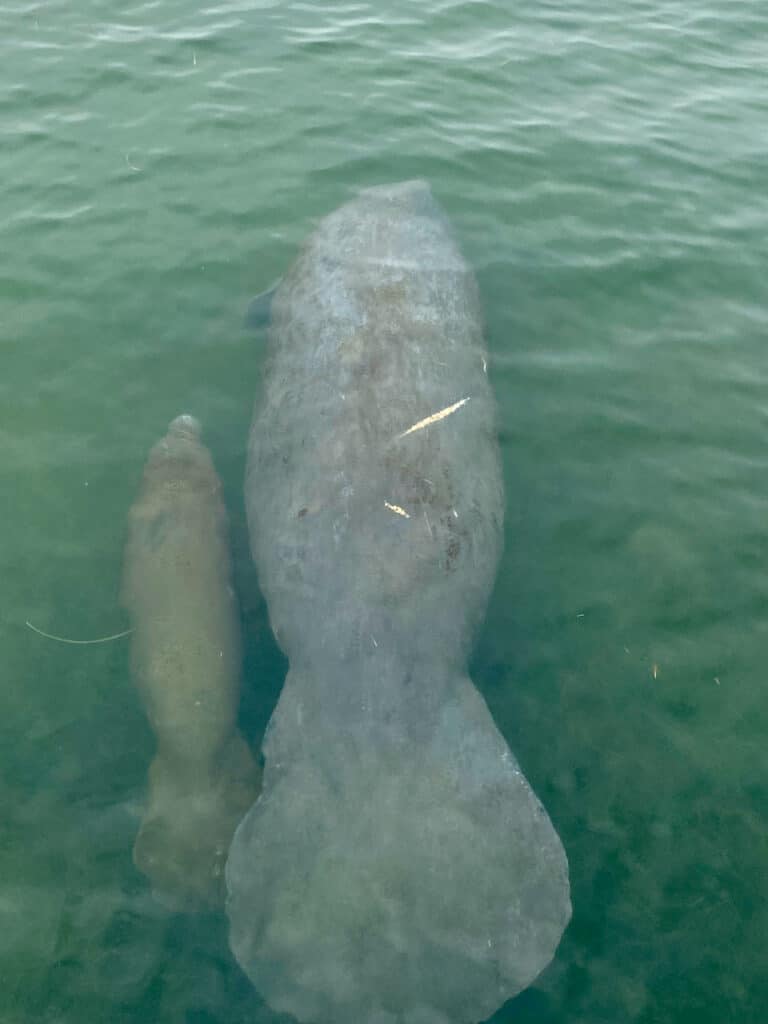Mama Manatee and Baby