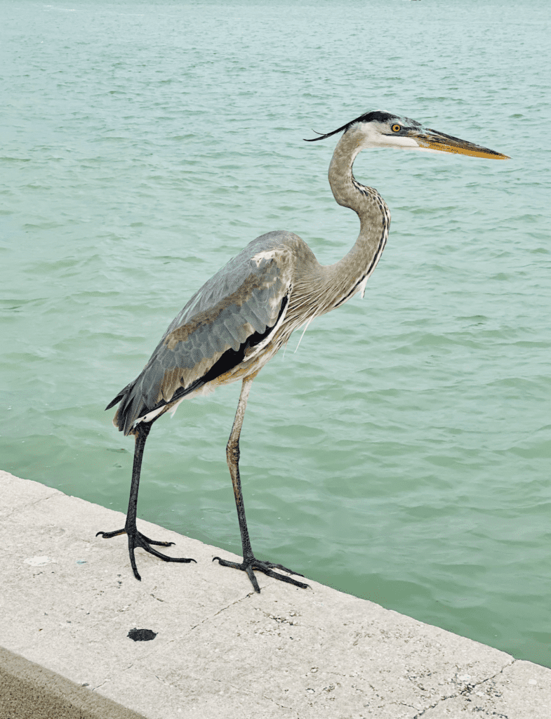 Beautiful bird in Bradenton