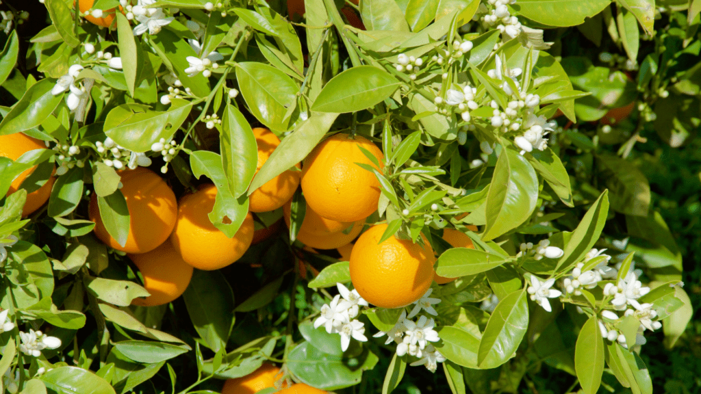 Mixon Fruit Farm is a beautiful place to get fruit and fun for all ages. 