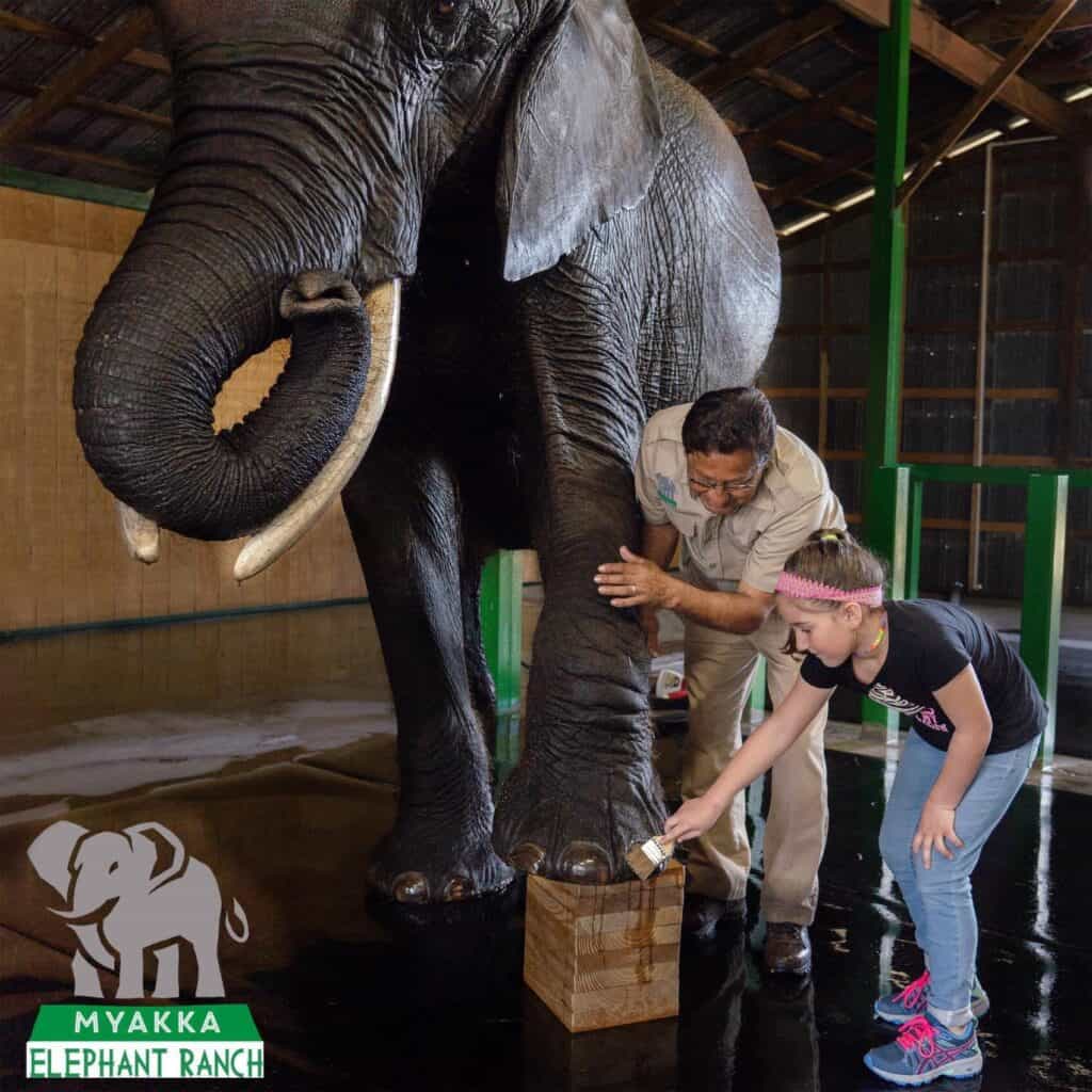 Myakka Elephant Ranch
