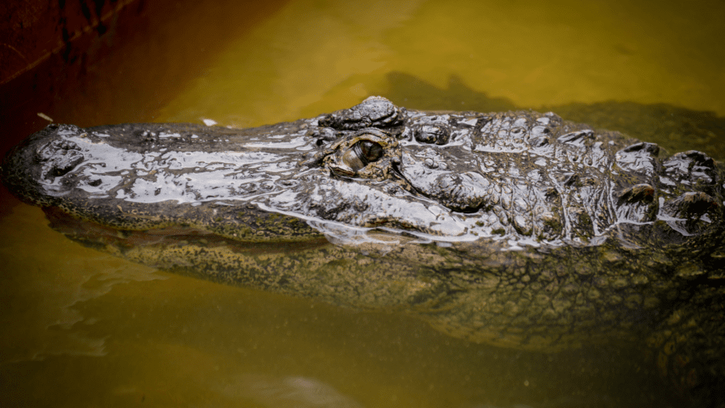 gator photo - here you can kiss them too!