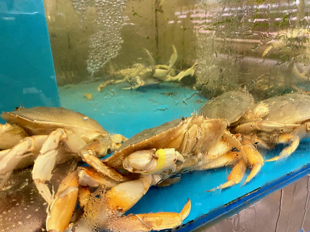 Live Crabs at MD Asian Market