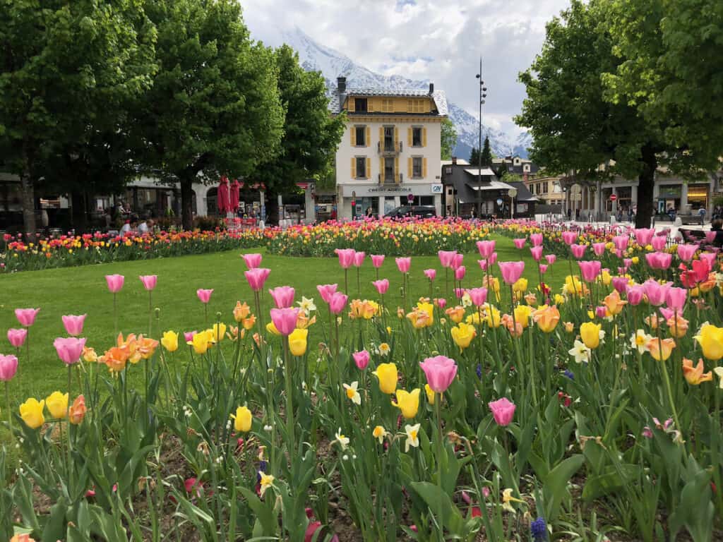 Tulips grow beautifully in the summer in Chamonix.  Photo is of the park in town with tulips. Taken by ETT.