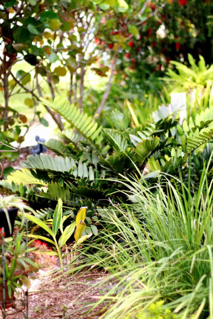 Beautiful tropical plants from Pine Island Florida