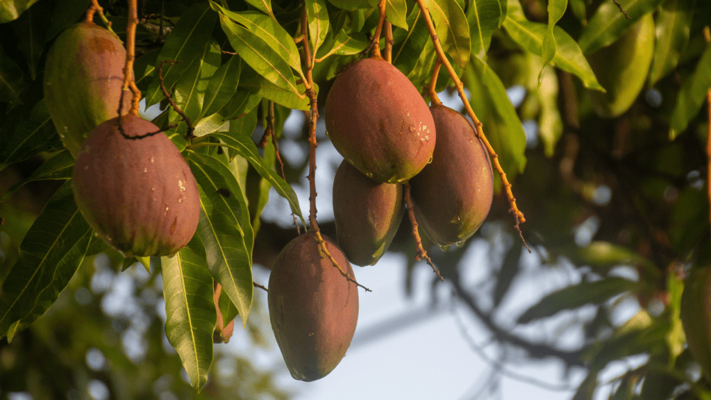 one of the best things to do on Pine Island is to enjoy fruit from a tree, such as these mangoes.