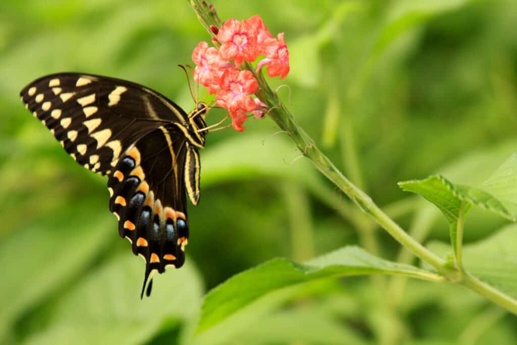 Cute Florida Quotes, Best Florida Quotes with a photo of a beautiful FL butterfly.  