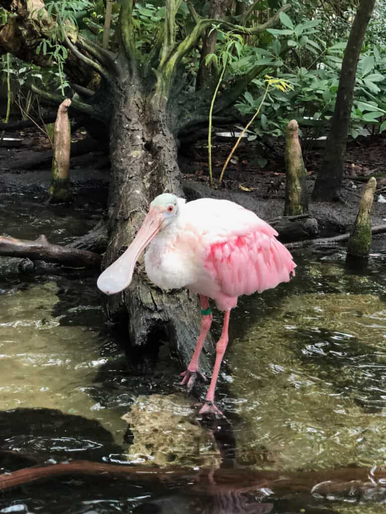 Date night in Tampa - Florida Aquarium photos of bird in water, known as the Roseate Spoonbill.