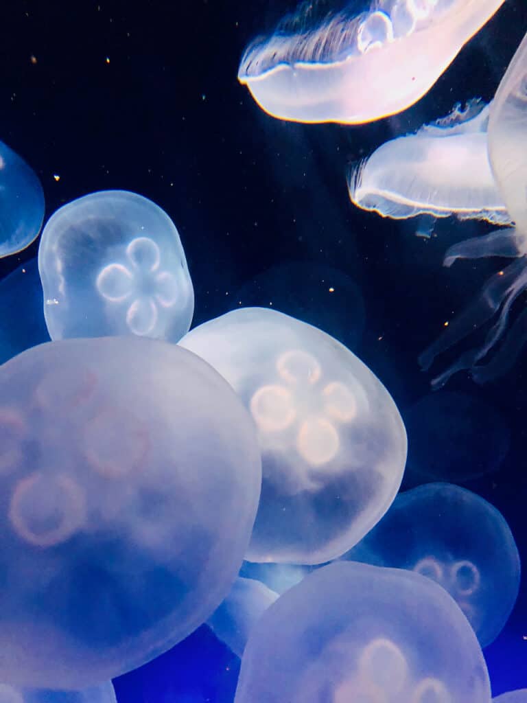 The Florida Aquarium has things to do in Tampa for couples.  Like gazing at these jellyfish and fish.  This is one of the fun things to do in Tampa for couples.