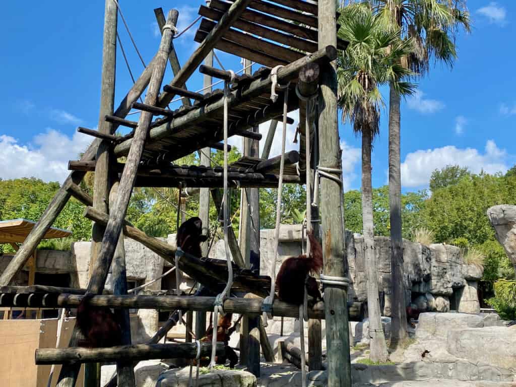 Photo of monkeys in ZooTampa at Lowry Park 
