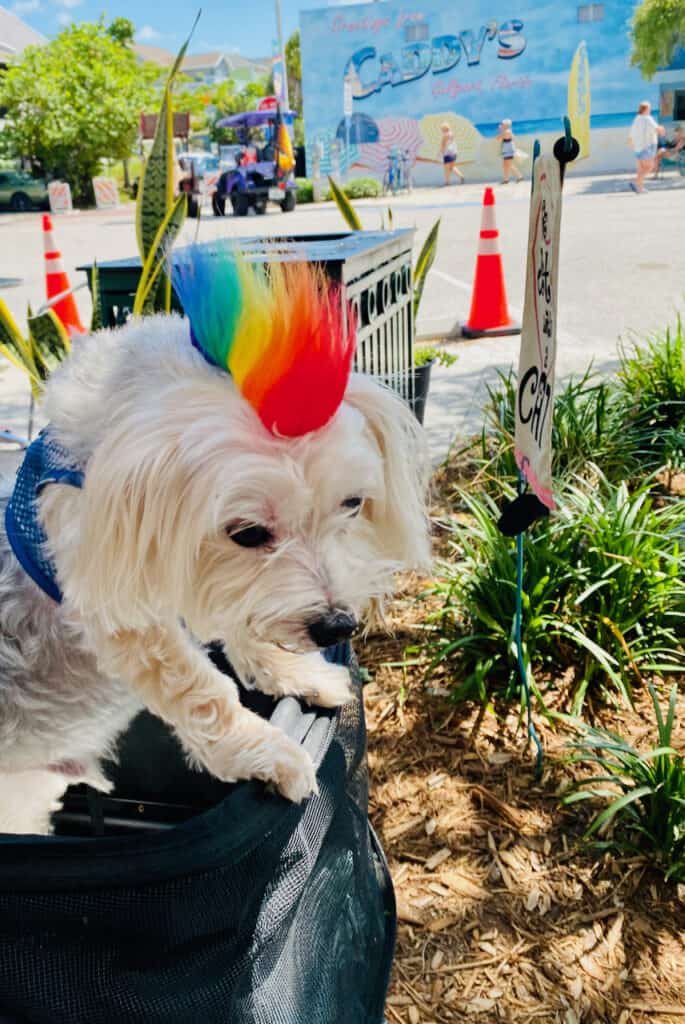 Dog dressed up for the Gulfport Geckofest