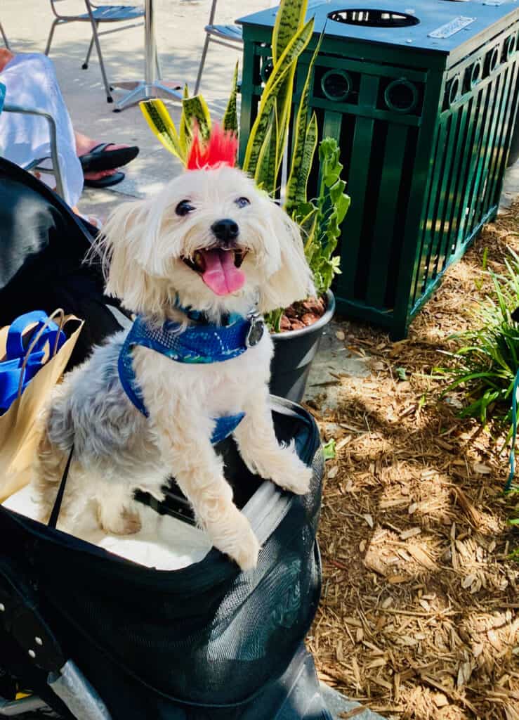 Gulfport FL is a fun place for dogs. It is dog-friendly at most restaurants at least on the patios.
