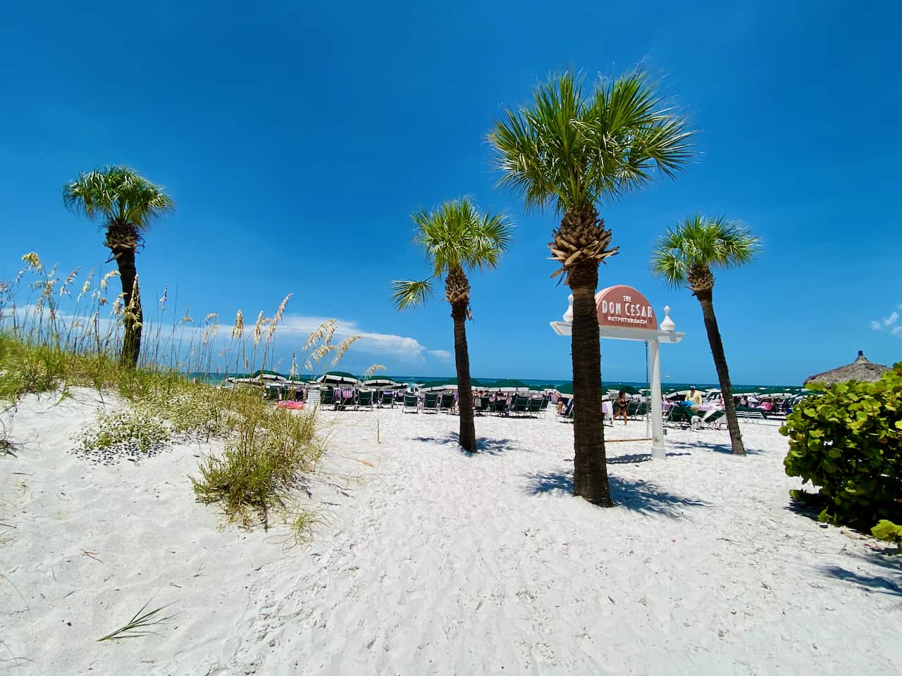 white sand and palm trees at the Don CeSar Beach. Plenty of beach chairs and cabanas.