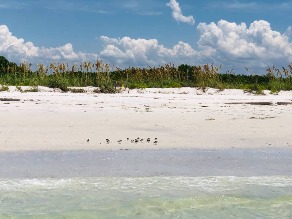 Photo Taken on Shell Key Preserve of the bird sanctuary and white sands on the beach.