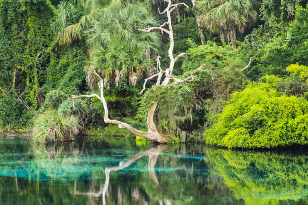 Rainbow Springs State Park photo of an old tree hanging over the blue-green water. 