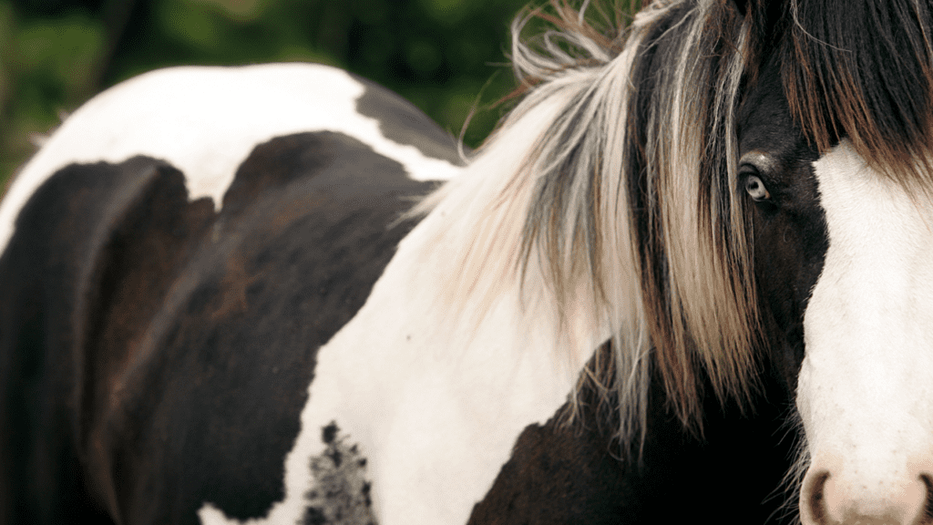 Close up of blue eyed black and white gypsy banner horse