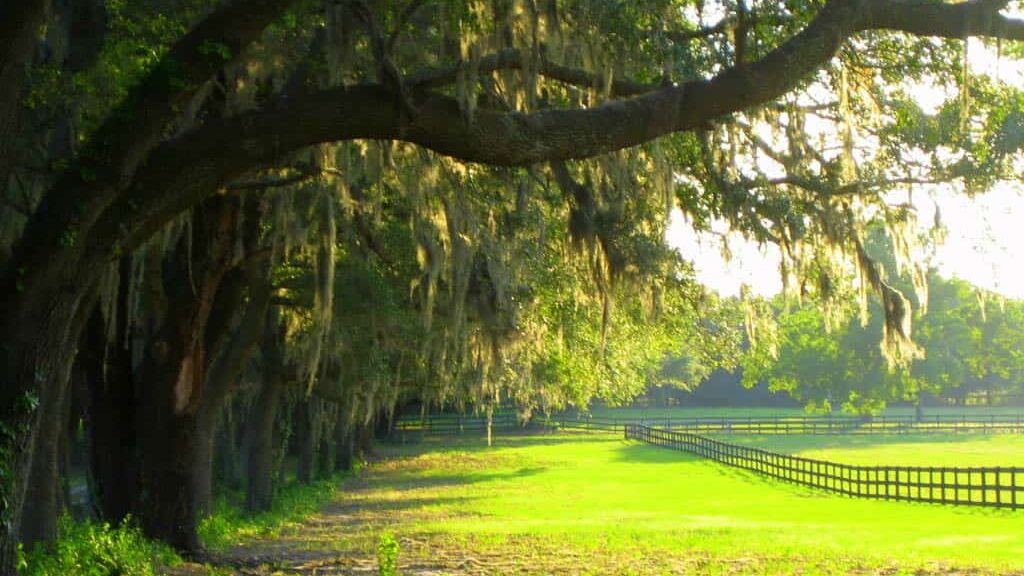 Live Oak trees top sights and things to do in Ocala especially in northwest ocala on the horse farms. Fence line in the distance and pasture is a bright green almost like Ireland.