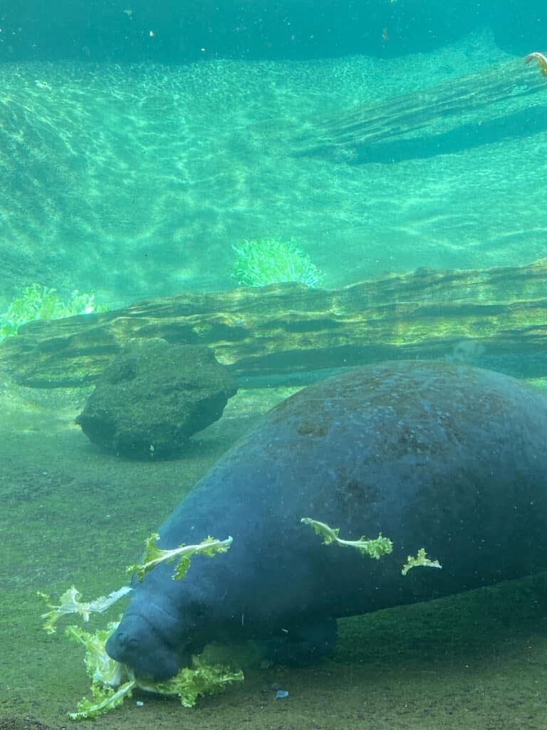 Manatees at ZooTampa at Lowry Park