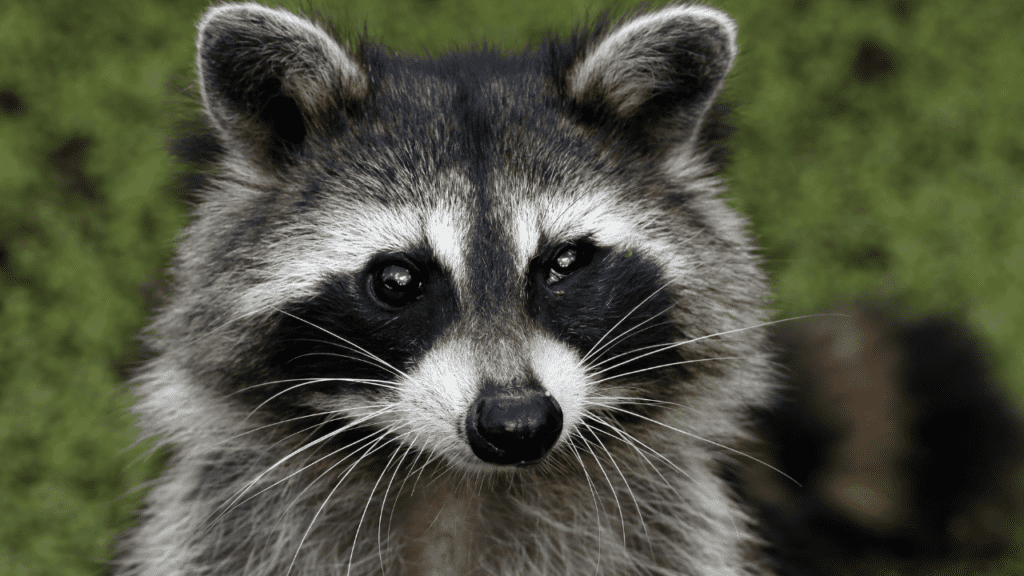 Cute raccoon headshot, see animals at the Ocala Petting Zoo. 