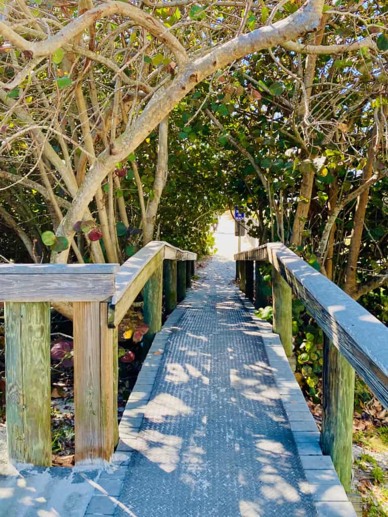 Sea grapes growing on the pathway out to Upham Beach Park