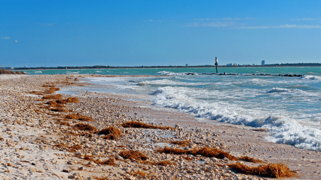 beaches are some of the best things to do in dunedin fl