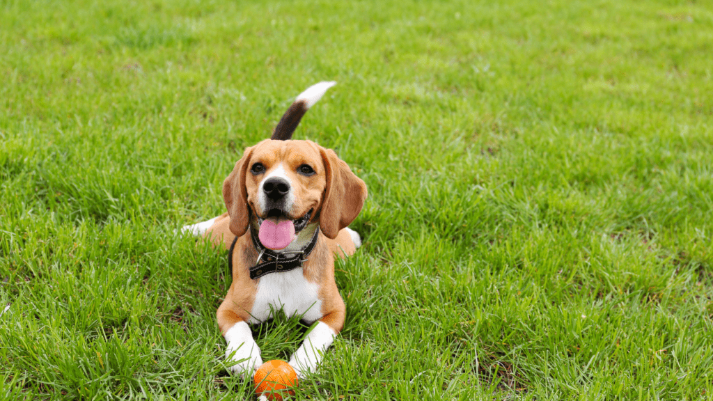 cute beagle with a ball laying in the green grass. 