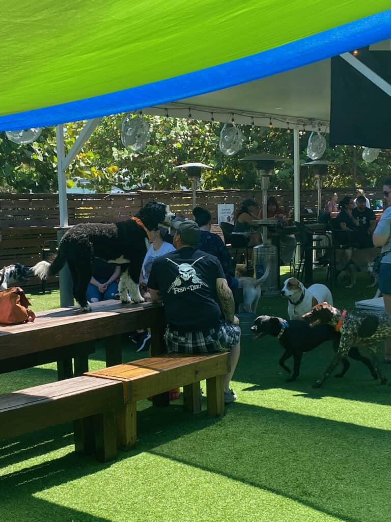 The Dog Bar outdoor seating