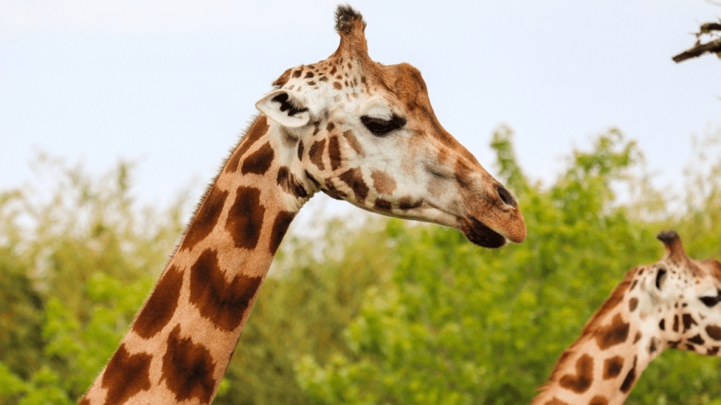 Giraffe photo