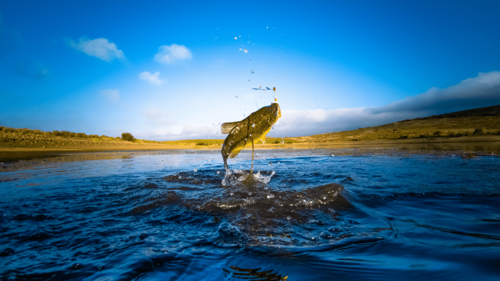 Bass fish jumping out of the lake