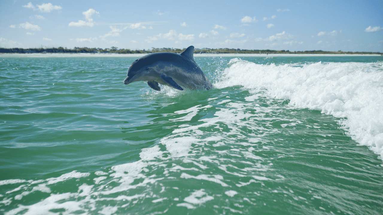 dolphin tour