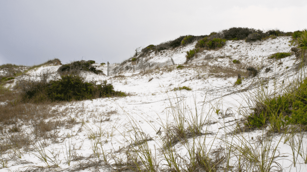 Dune Allen Beach