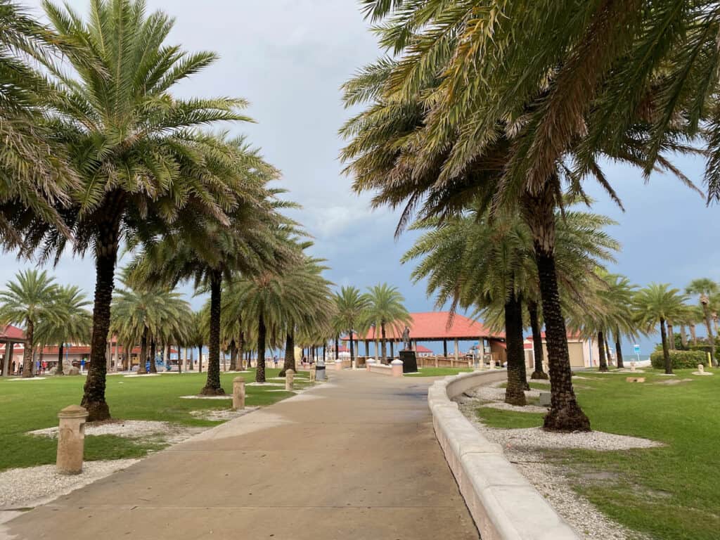 Showing beautiful palm trees lining a pathway to the beach (Clearwater Beach).