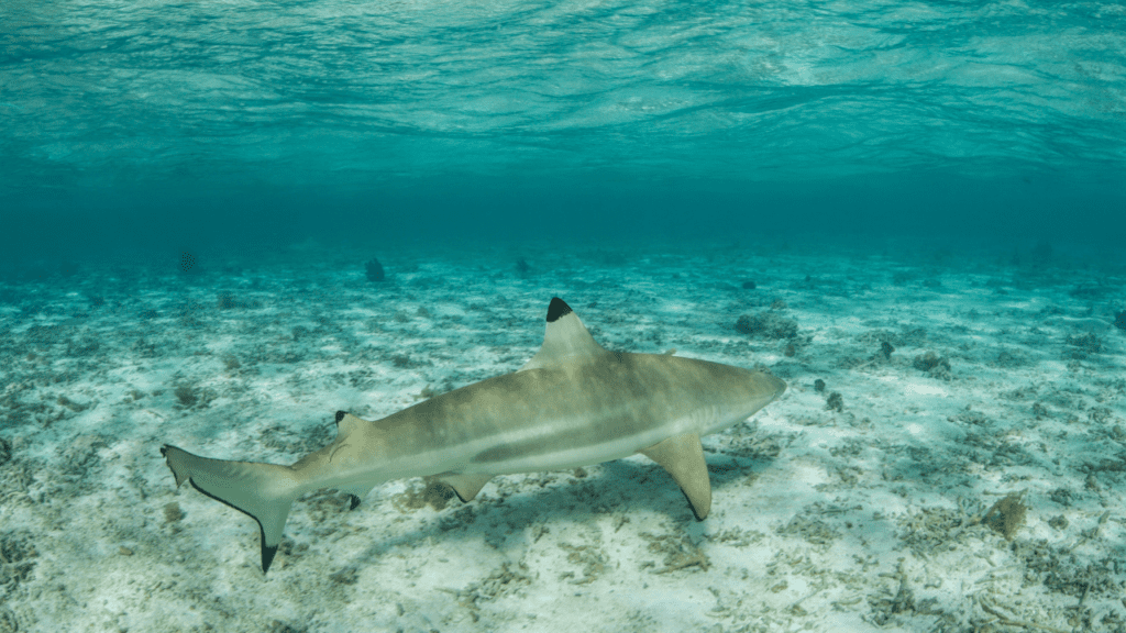 Are There Sharks in Clearwater Beach? blacktip sharks tend to be the most common (shown swimming in clear water)