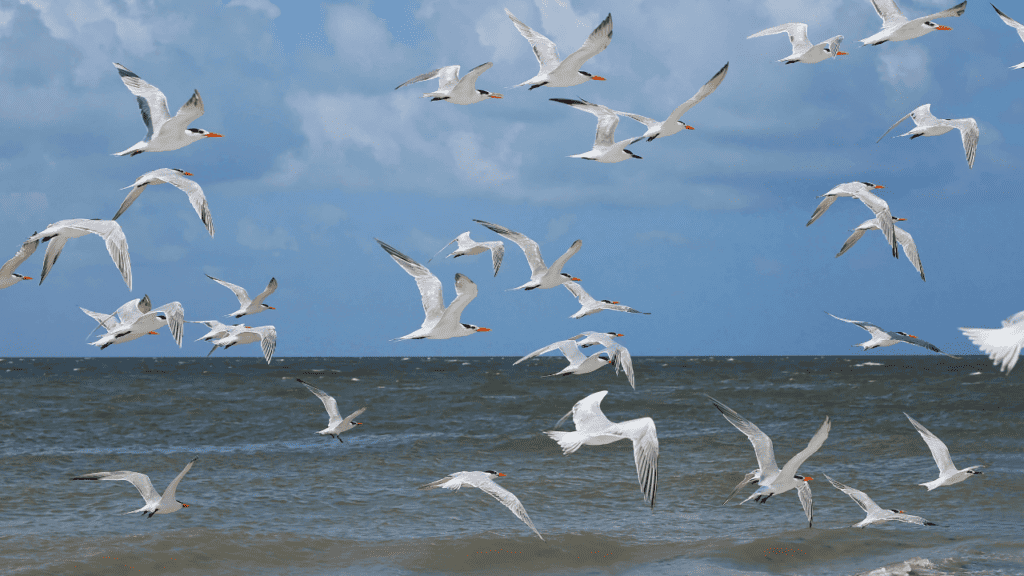 birds flying above the beach with the Gulf of Mexico in the background.