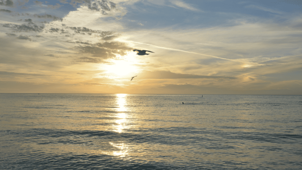 gulf of mexico sunset with birds flying and clouds in the background