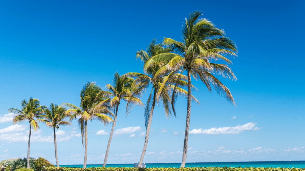 Palm beach Florida photo of palm trees and beautiful green water.