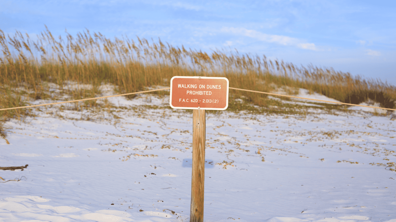 Henderson State Park sand dunes at the beach