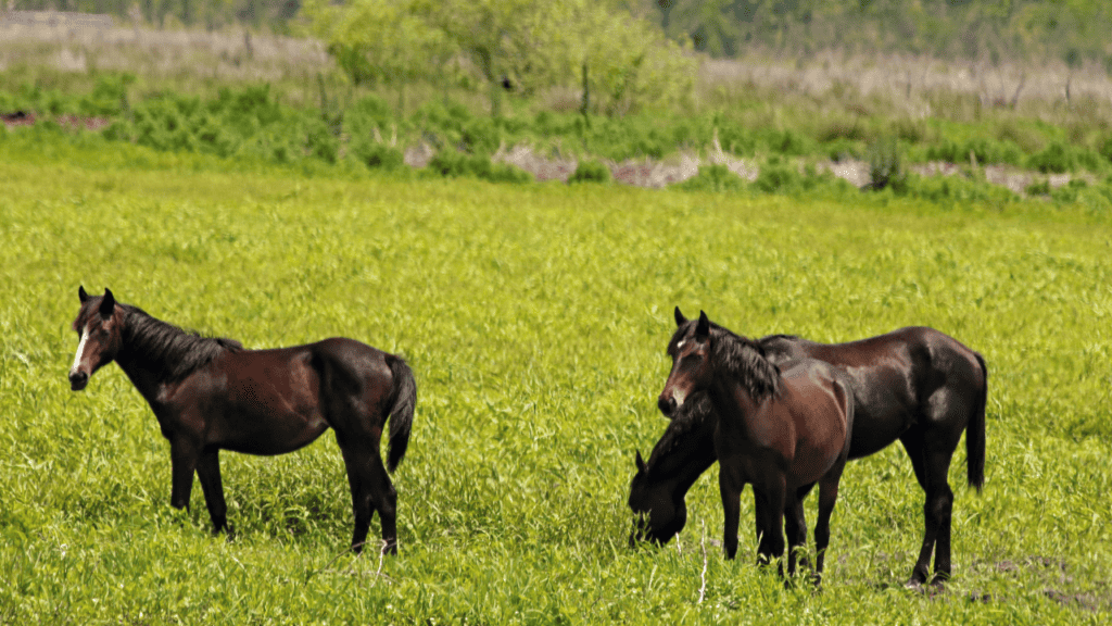 three horses grazing in the pasture in Florida nature, ideal for secluded florida getaways
