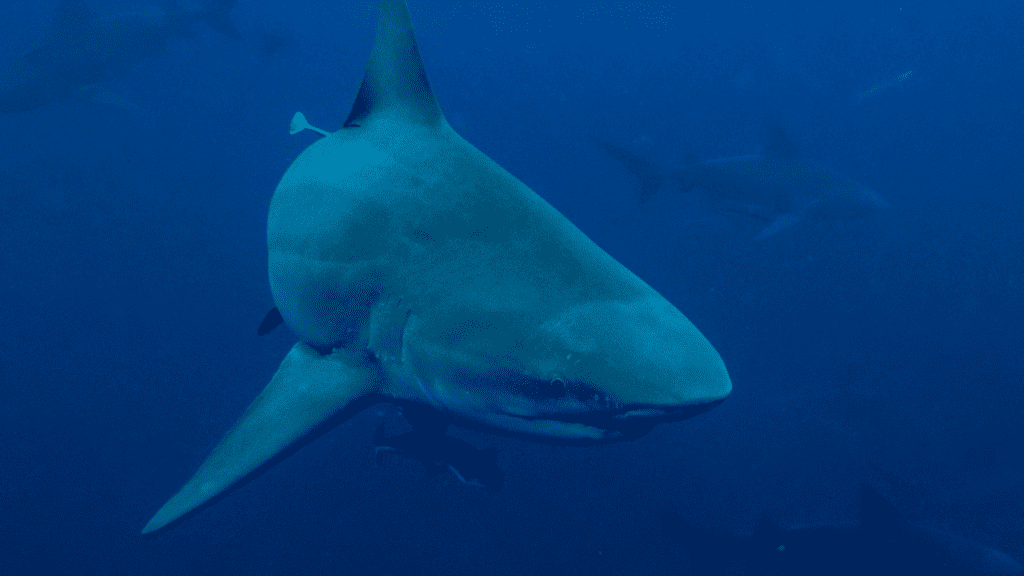 Bull shark shown in deep water 