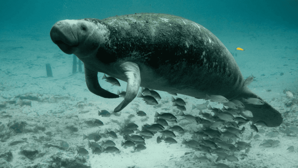 Manatees in Florida
