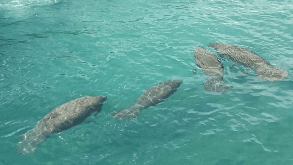 four manatees swimming in Florida water
